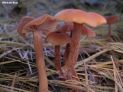 큰졸각버섯 (Laccaria proxima (Boud.) Pat.)