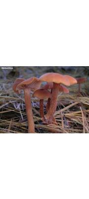 큰졸각버섯 (Laccaria proxima (Boud.) Pat.)
