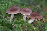 흰테끈적버섯 (Cortinarius evernius (Fr.) Fr.)