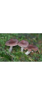 흰테끈적버섯 (Cortinarius evernius (Fr.) Fr.)