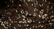 순백파이프버섯 (Henningsomyces candidus (Pers.) Kuntze)