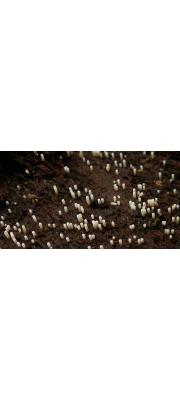 순백파이프버섯 (Henningsomyces candidus (Pers.) Kuntze)
