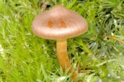 띠끈적버섯 (Cortinarius fasciatus Fr.)
