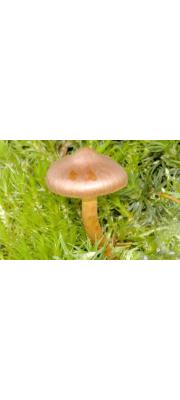 띠끈적버섯 (Cortinarius fasciatus Fr.)