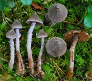 바랜끈적버섯 (Cortinarius flexipes (Pers.) Fr.)