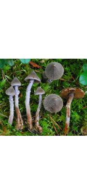 바랜끈적버섯 (Cortinarius flexipes (Pers.) Fr.)