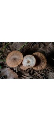 색시졸각버섯 (Laccaria vinaceoavellanea Hongo)