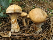 연한황토끈적버섯(흑청끈적버섯) (Cortinarius fraudulosus Briz.)