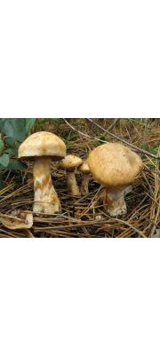 연한황토끈적버섯(흑청끈적버섯) (Cortinarius fraudulosus Briz.)
