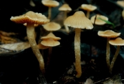 모자끈적버섯 (Cortinarius galeroides Hongo)