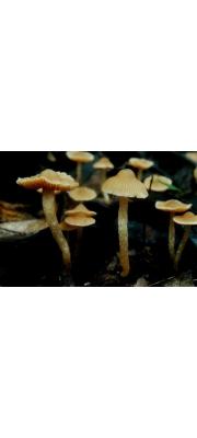 모자끈적버섯 (Cortinarius galeroides Hongo)