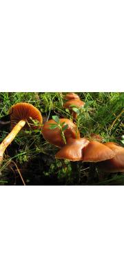 송곳끈적버섯 (Cortinarius gentilis (Fr.) Fr.)