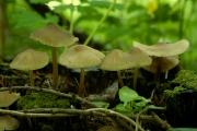 잔디맑은대버섯 (Hydropus erinensis (Dennis) Sing.)
