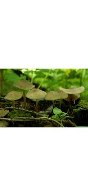 잔디맑은대버섯 (Hydropus erinensis (Dennis) Sing.)