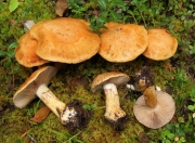 황토청록끈적버섯(청록끈적버섯) (Cortinarius glaucopus (Schff.) Fr.  > Cortinarius glaucopus Schff. var. glaucopus > Cortinarius glaucopus var. acyaneus (M.M. Moser) Nezdojm.)
