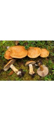 황토청록끈적버섯(청록끈적버섯) (Cortinarius glaucopus (Schff.) Fr.  > Cortinarius glaucopus Schff. var. glaucopus > Cortinarius glaucopus var. acyaneus (M.M. Moser) Nezdojm.)