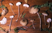 솜털맑은대버섯(헛물털애주름버섯) (Hydropus floccipes (Fr.) Sing.)