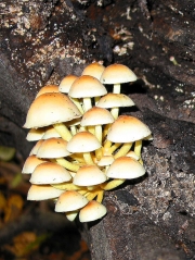 노란다발버섯(노란개암버섯, 노란다발) (Hypholoma fasciculare (Huds.) P. Kumm.  > Namaetoloma fasciculare (Hudson) P. Karst.)