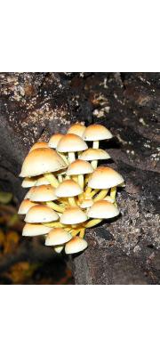노란다발버섯(노란개암버섯, 노란다발) (Hypholoma fasciculare (Huds.) P. Kumm.  > Namaetoloma fasciculare (Hudson) P. Karst.)