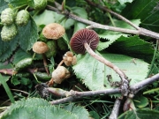 비늘끈적버섯 (Cortinarius helvelloides (Bull.) Fr.)
