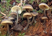 제주맑은대버섯 (Hydropus marginellus (Pers.) Sing.)