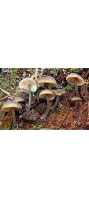 제주맑은대버섯 (Hydropus marginellus (Pers.) Sing.)