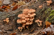 개암다발버섯(개암버섯) (Hypholoma lateritium (Schaeff.) P. Kumm.  > H. sublateritium (Schaeff.) Quél. > Naematoloma sublateritium (Fr.) Karst.)