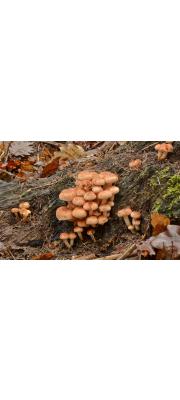 개암다발버섯(개암버섯) (Hypholoma lateritium (Schaeff.) P. Kumm.  > H. sublateritium (Schaeff.) Quél. > Naematoloma sublateritium (Fr.) Karst.)