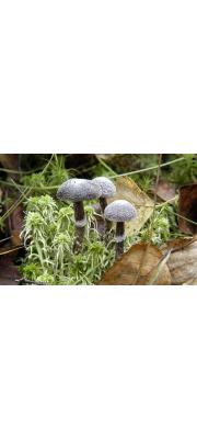 실끈적버섯 (Cortinarius hemitrichus (Pers.) Fr.)
