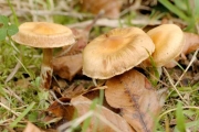 고리끈적버섯(사슴털끈적버섯) (Cortinarius hinnuleus Fr.)