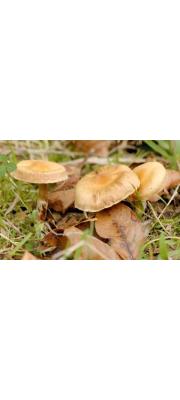 고리끈적버섯(사슴털끈적버섯) (Cortinarius hinnuleus Fr.)