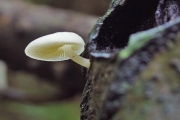 흰고깔버섯 (Lactocollybia cycadicola (Joss.) Sing)