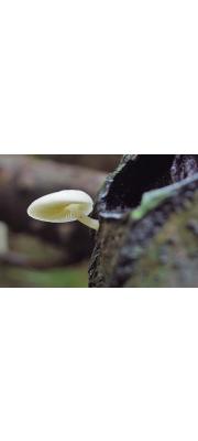 흰고깔버섯 (Lactocollybia cycadicola (Joss.) Sing)