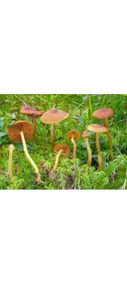 이끼끈적버섯(이끼끈적버섯아재비) (Cortinarius huronensis Amm. &amp; A.H. Sm.  > Cortinarius huronensis Amm. &amp; A.H. Sm. var. huronensis)
