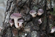 표고(표고버섯) (Lentinula edodes (Berk.) Pegler  > Lentinus edodes (Berk.) Sing.)