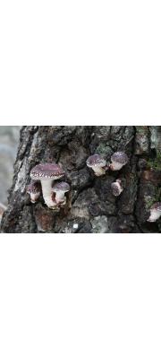 표고(표고버섯) (Lentinula edodes (Berk.) Pegler  > Lentinus edodes (Berk.) Sing.)