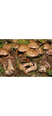 끝째진끈적버섯(끝말린끈적버섯) (Cortinarius infratus (Pers.) Fr.)
