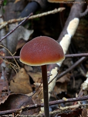 큰낭상체버섯(낭상체버섯, 큰낭상체버섯아재비) (Macrocystidia cucumis (Pers.) Joss.  > Macrocystidia cucumis var. latifolia)