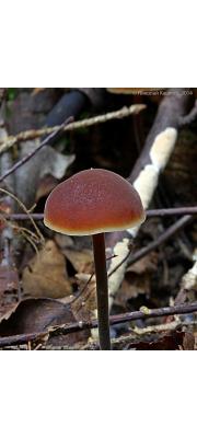 큰낭상체버섯(낭상체버섯, 큰낭상체버섯아재비) (Macrocystidia cucumis (Pers.) Joss.  > Macrocystidia cucumis var. latifolia)