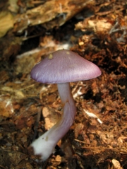 제비꽃끈적버섯 (Cortinarius iodes Berk. & Curt.)