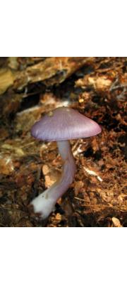 제비꽃끈적버섯 (Cortinarius iodes Berk. &amp; Curt.)