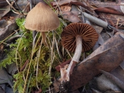 꾀꼬리끈적버섯 (Cortinarius laetus M.M. Moser)