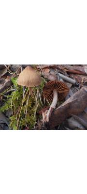 꾀꼬리끈적버섯 (Cortinarius laetus M.M. Moser)