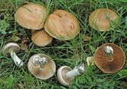 가지색끈적버섯 (Cortinarius largus Fr.)