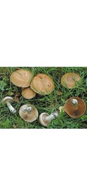 가지색끈적버섯 (Cortinarius largus Fr.)