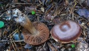 반들끈적버섯 (Cortinarius levipileus Favre)