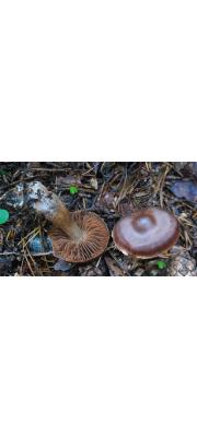반들끈적버섯 (Cortinarius levipileus Favre)