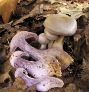 라일락끈적버섯 (Cortinarius lilacinus Peck)