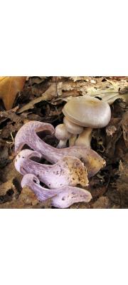 라일락끈적버섯 (Cortinarius lilacinus Peck)