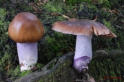 보라황토끈적버섯(키다리끈적버섯) (Cortinarius livido-ochraceus (Berk.) Berk.)